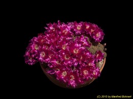 Sulcorebutia callichroma v. callichroma HS78 1212